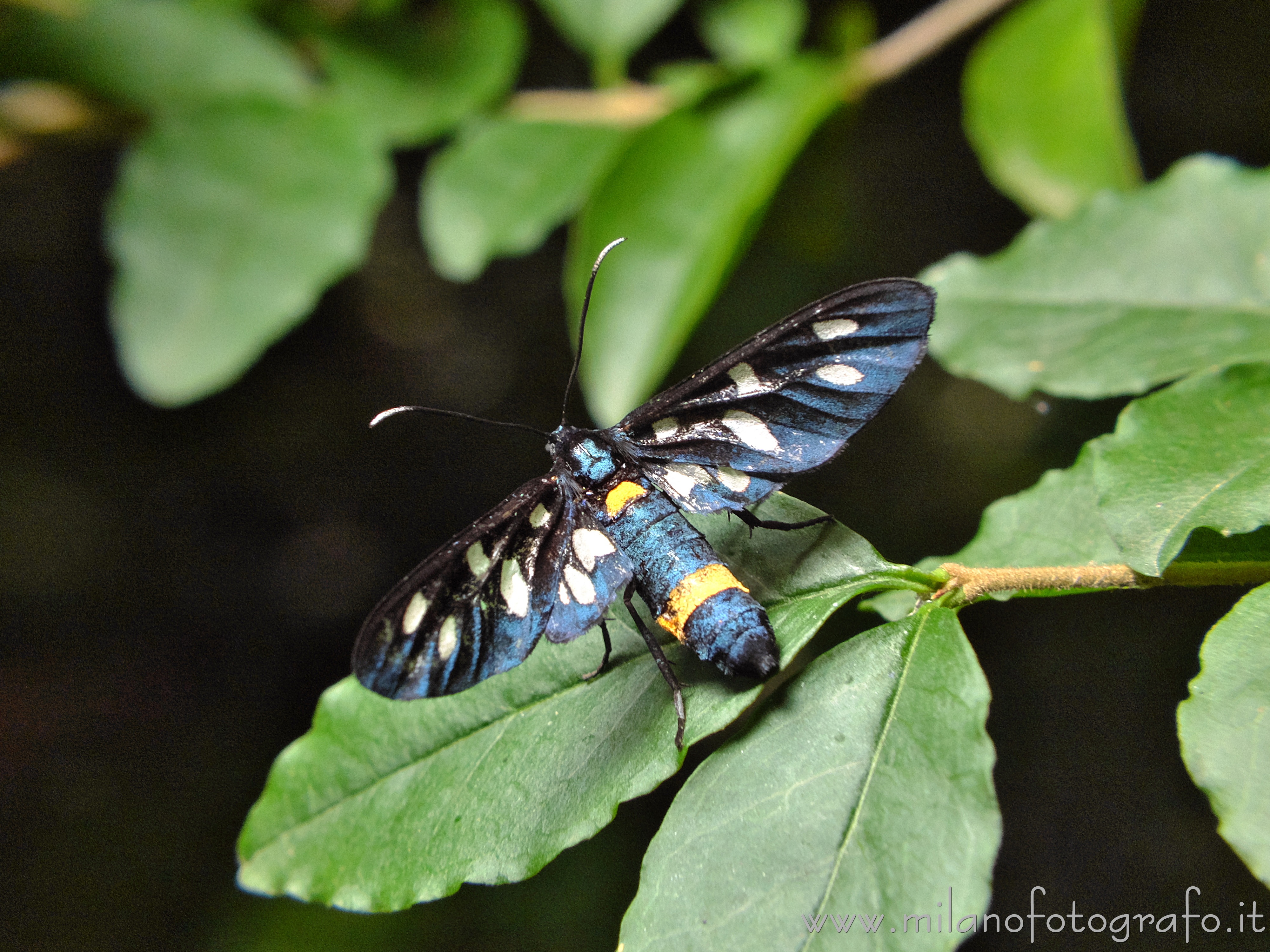 Cadrezzate (Varese, Italy) - Amata phegea - Full resolution picture